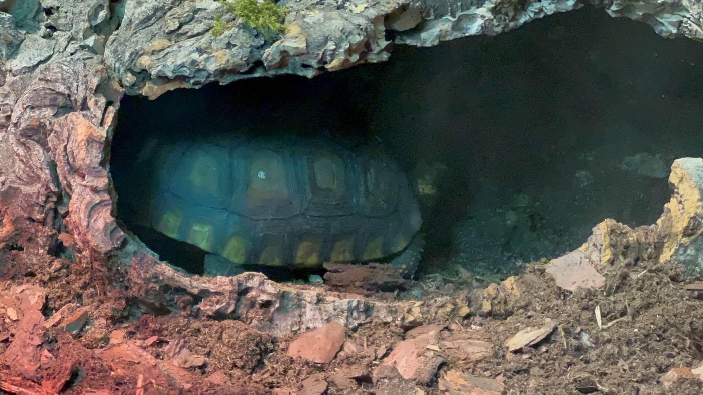 Chorzów zoo las deszczowy 14