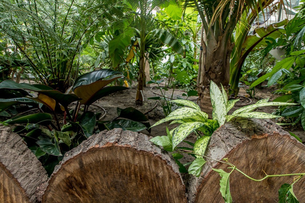 Las deszczowy w śląskim zoo prawie gotowy Zobaczcie jak się prezentuje 5