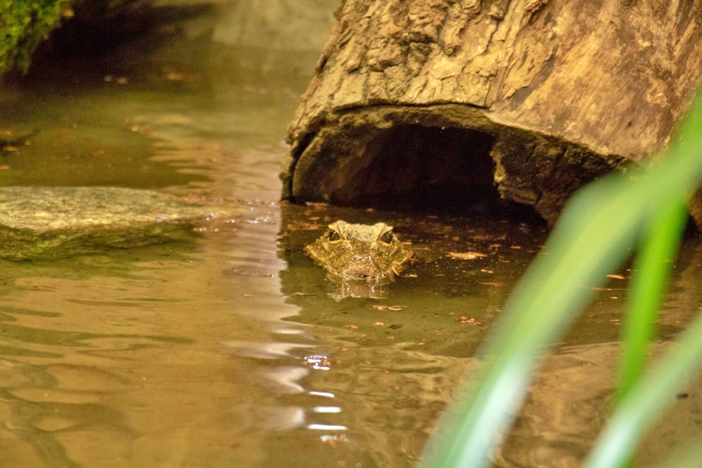 Nowi mieszkańcy chorzowskiego zoo To najmniejsze krokodyle świata 2