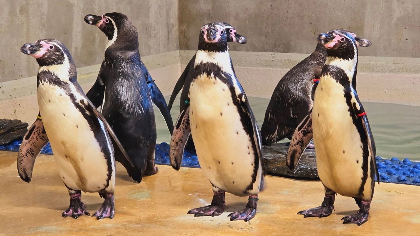 Powiększyła się kolonia pingwinów w śląskim zoo