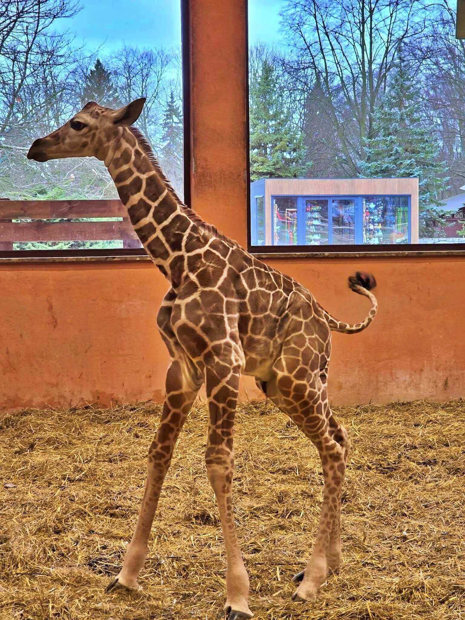 Chorzow zoo narodziny zyrafy 2