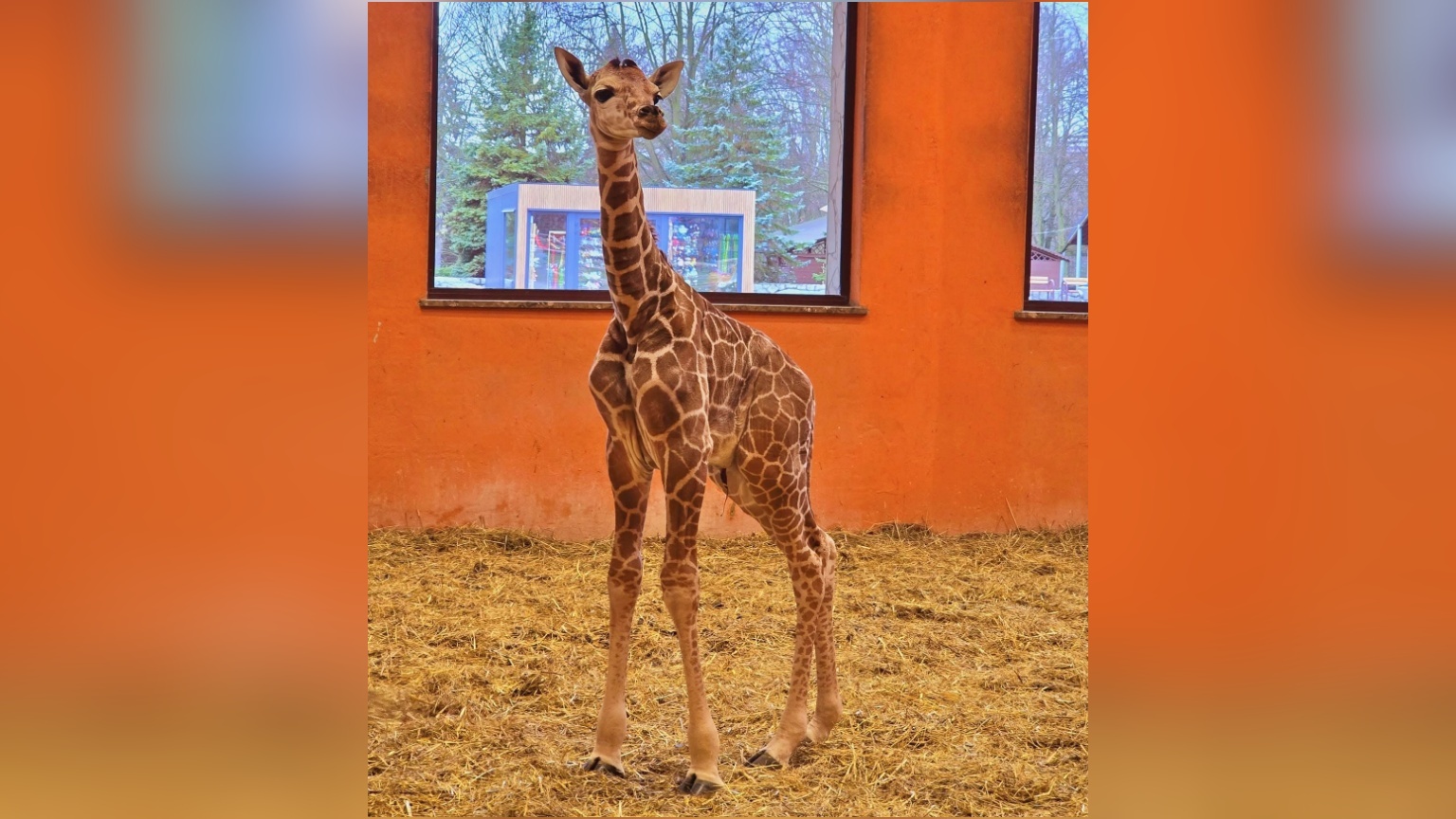 W śląskim zoo urodziła się żyrafa. Już trzecia po siedmioletniej przerwie