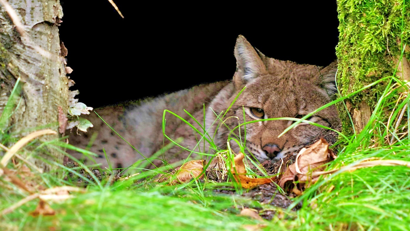 Nowa mieszkanka śląskiego zoo. To rysica Grenderah