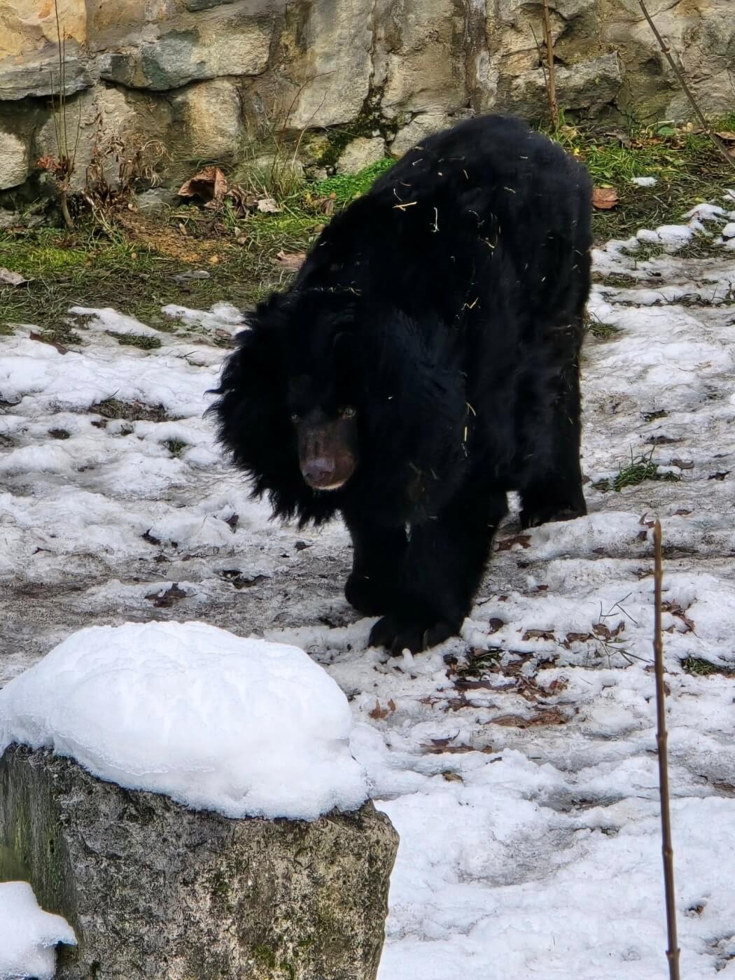 Slaskie zoo niedzwiedzica kasia 1