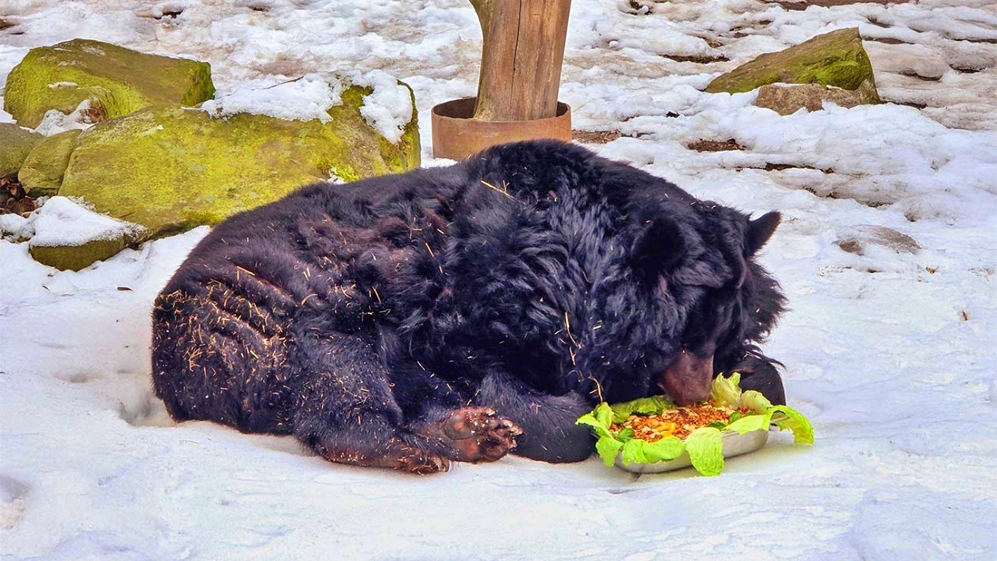 Wyjątkowe urodziny w śląskim zoo. Niedźwiedzica Kasia skończyła 38 lat