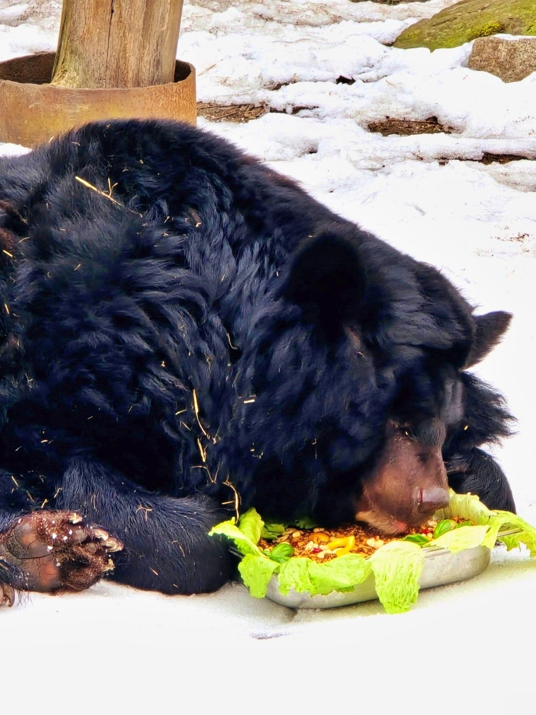 Slaskie zoo niedzwiedzica kasia 6